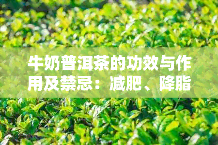 牛奶普洱茶的功效与作用及禁忌：减肥、降脂、助消化，但不适用于胃寒体质者