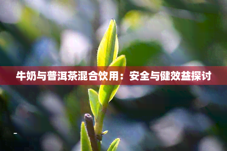 牛奶与普洱茶混合饮用：安全与健效益探讨