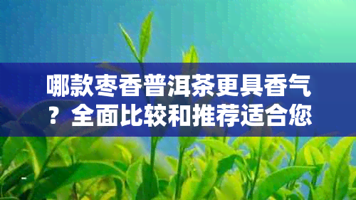 哪款枣香普洱茶更具香气？全面比较和推荐适合您的优质茶叶