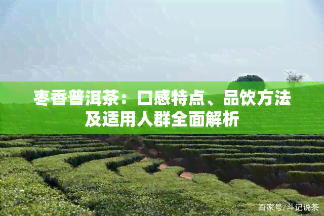 枣香普洱茶：口感特点、品饮方法及适用人群全面解析