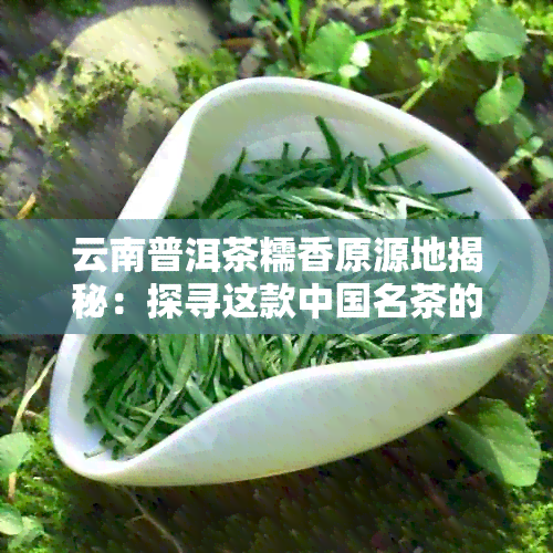 云南普洱茶糯香原源地揭秘：探寻这款中国名茶的产地与特色