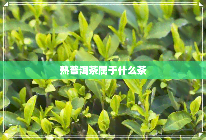 熟普洱茶属于什么茶