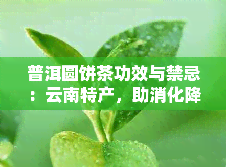 普洱圆饼茶功效与禁忌：云南特产，助消化降脂，提神醒脑。