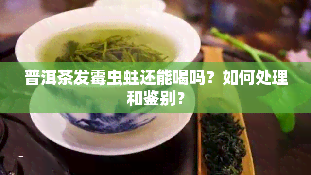 普洱茶发霉虫蛀还能喝吗？如何处理和鉴别？