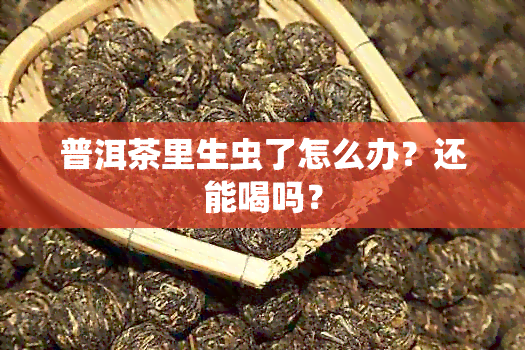 普洱茶里生虫了怎么办？还能喝吗？