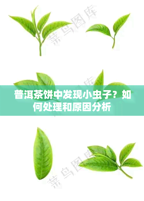 普洱茶饼中发现小虫子？如何处理和原因分析