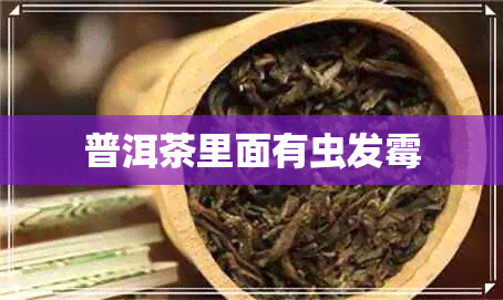 普洱茶里面有虫发霉