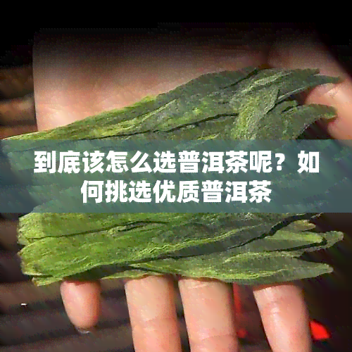 到底该怎么选普洱茶呢？如何挑选优质普洱茶