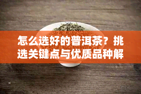 怎么选好的普洱茶？挑选关键点与优质品种解析