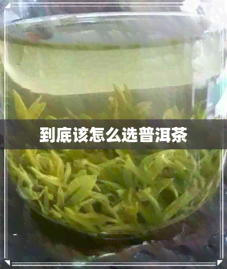 到底该怎么选普洱茶