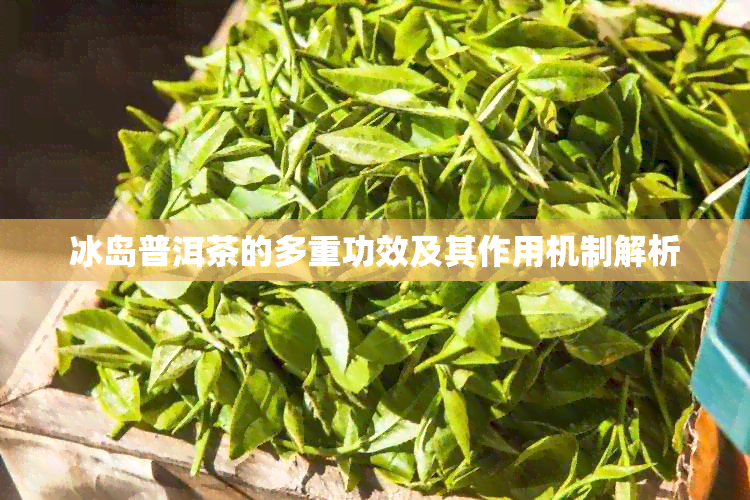 冰岛普洱茶的多重功效及其作用机制解析