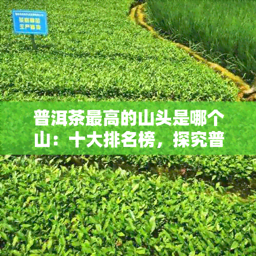 普洱茶更高的山头是哪个山：十大排名榜，探究普洱茶产地。