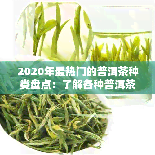 2020年最热门的普洱茶种类盘点：了解各种普洱茶的特点与口感