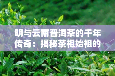 明与云南普洱茶的千年传奇：揭秘茶祖始祖的真实身份