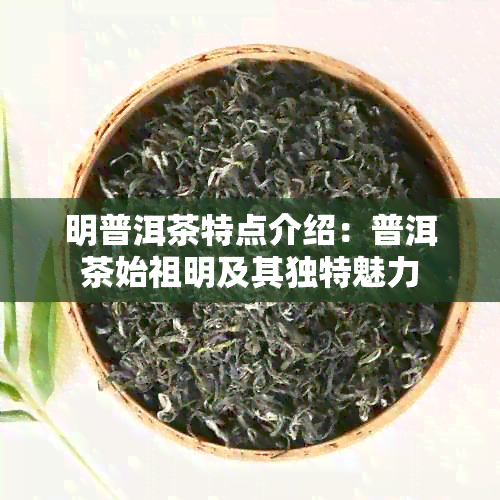 明普洱茶特点介绍：普洱茶始祖明及其独特魅力