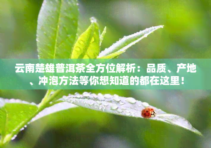 云南楚雄普洱茶全方位解析：品质、产地、冲泡方法等你想知道的都在这里！