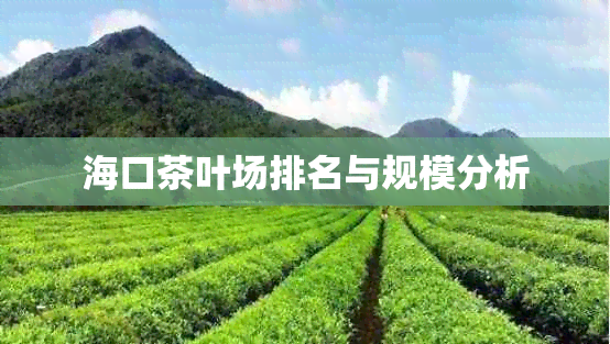 海口茶叶场排名与规模分析