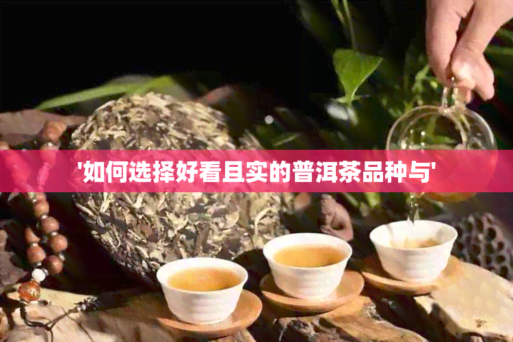 '如何选择好看且实的普洱茶品种与'