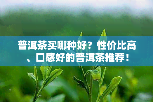 普洱茶买哪种好？性价比高、口感好的普洱茶推荐！