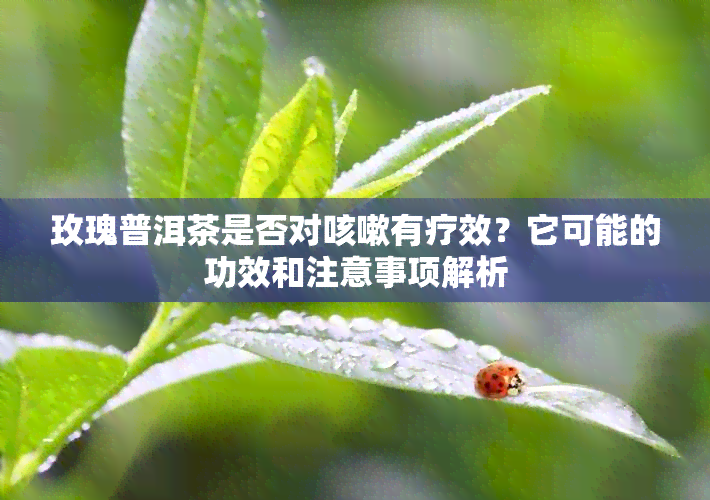 玫瑰普洱茶是否对咳嗽有疗效？它可能的功效和注意事项解析