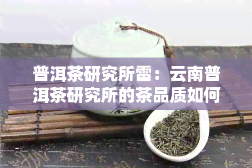 普洱茶研究所雷：云南普洱茶研究所的茶品质如何？