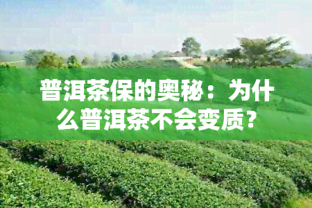 普洱茶保的奥秘：为什么普洱茶不会变质？