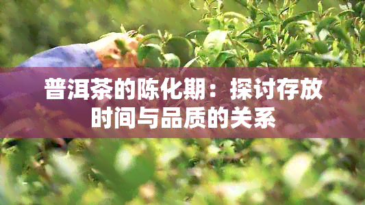 普洱茶的陈化期：探讨存放时间与品质的关系