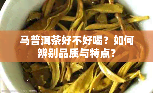 马普洱茶好不好喝？如何辨别品质与特点？