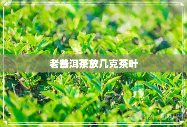 老普洱茶放几克茶叶