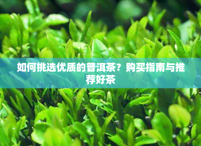 如何挑选优质的普洱茶？购买指南与推荐好茶