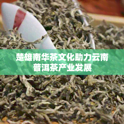 楚雄南华茶文化助力云南普洱茶产业发展