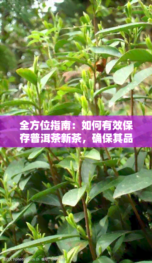 全方位指南：如何有效保存普洱茶新茶，确保其品质与口感不受影响