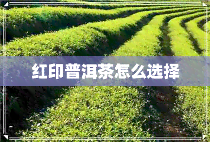 红印普洱茶怎么选择