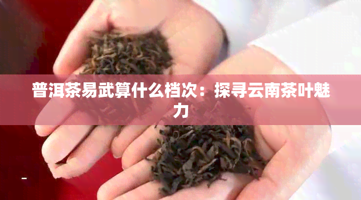 普洱茶易武算什么档次：探寻云南茶叶魅力