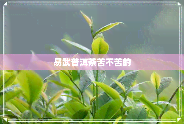 易武普洱茶苦不苦的