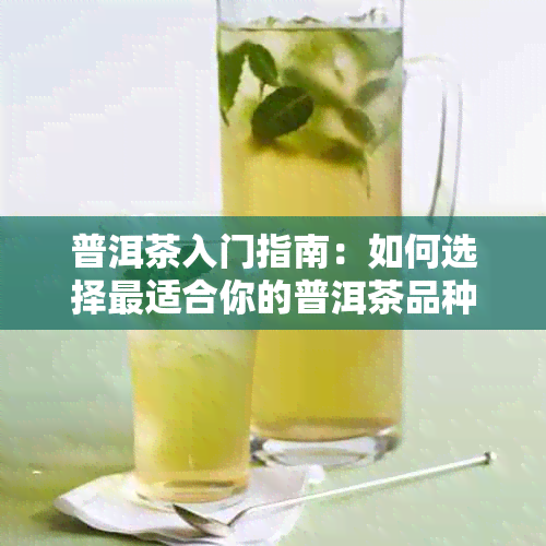 普洱茶入门指南：如何选择最适合你的普洱茶品种以及品饮方法