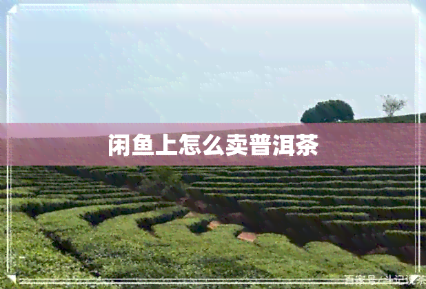 闲上怎么卖普洱茶