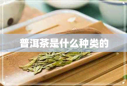 普洱茶是什么种类的