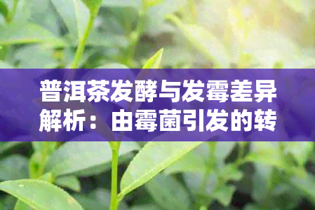 普洱茶发酵与发霉差异解析：由霉菌引发的转变过程对比