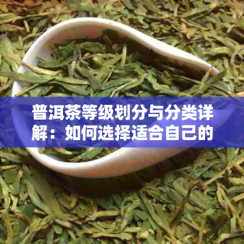 普洱茶等级划分与分类详解：如何选择适合自己的普洱茶？