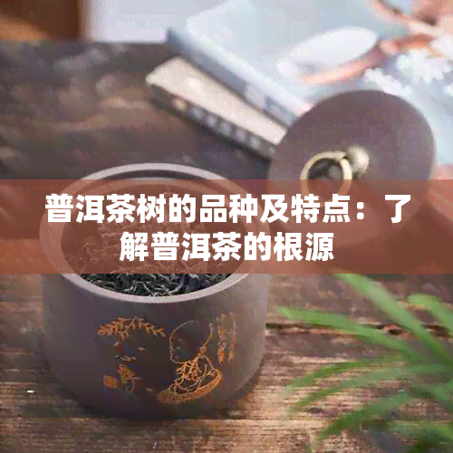 普洱茶树的品种及特点：了解普洱茶的根源