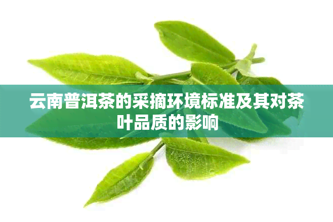 云南普洱茶的采摘环境标准及其对茶叶品质的影响