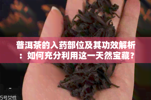 普洱茶的入部位及其功效解析：如何充分利用这一天然宝藏？