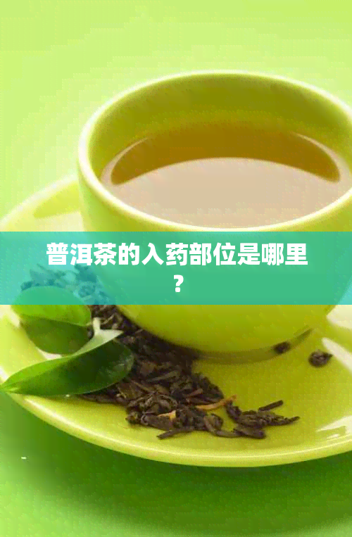 普洱茶的入部位是哪里？