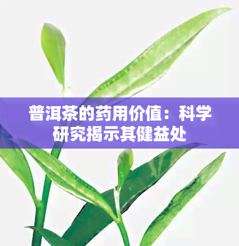 普洱茶的用价值：科学研究揭示其健益处