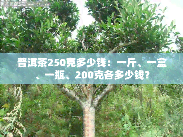 普洱茶250克多少钱：一斤、一盒、一瓶、200克各多少钱？