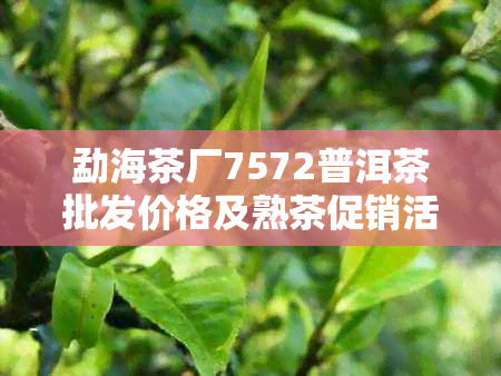 勐海茶厂7572普洱茶批发价格及熟茶促销活动