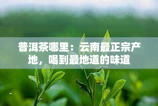 普洱茶哪里：云南最正宗产地，喝到最地道的味道