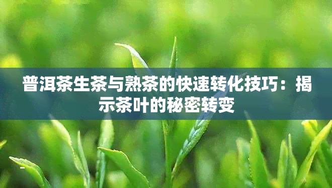 普洱茶生茶与熟茶的快速转化技巧：揭示茶叶的秘密转变