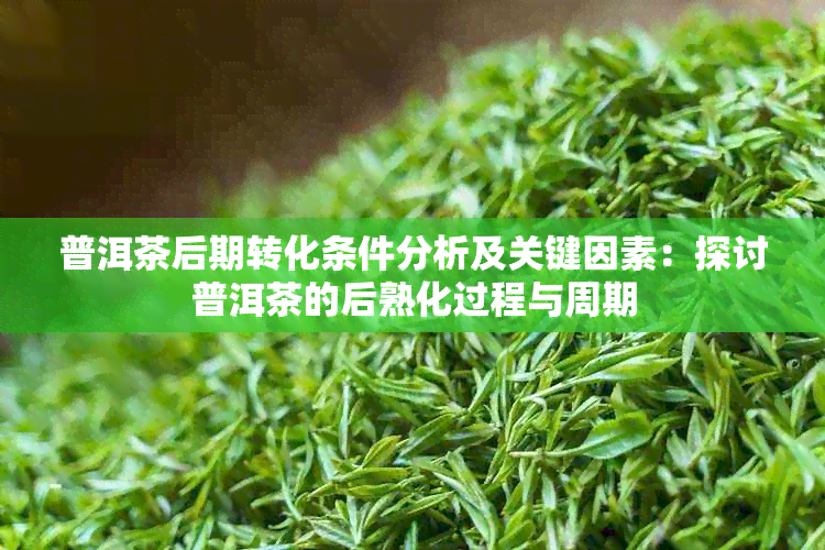 普洱茶后期转化条件分析及关键因素：探讨普洱茶的后熟化过程与周期